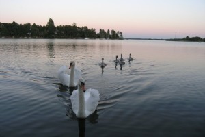 Bory Tucholskie nad jeziorem Karsińskim - Cztery Świerki 