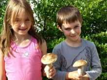 Bory Tucholskie - nasi najlepsi zbieracze grzybów